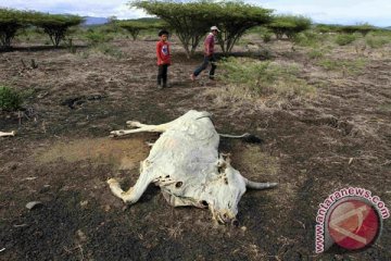 Ratusan ekor sapi mati akibat kekeringan