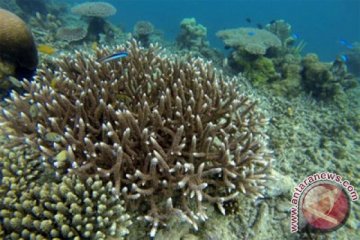 Pertumbuhan karang di Pulau Pombo berjalan baik