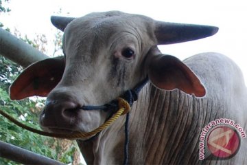 Harga sapi naik Rp2 jutaan jelang Idul Adha