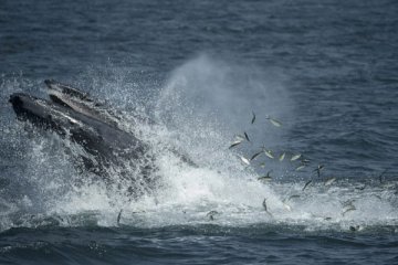 113 ekor hiu paus ditemukan di Papua