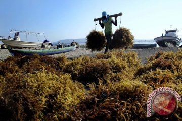 Penyakit "ice-ice" menyerang rumput laut petani