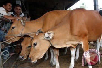 23 sapi kurban di Semarang kena cacing hati