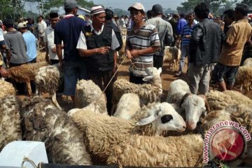 Cincin berlapadz "Allah" pada lembu qurban ini