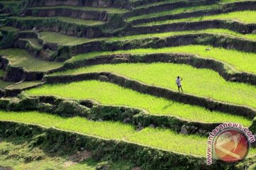 Kementan usulkan moratorium alih fungsi lahan sawah