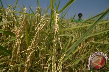 Uji coba produksi padi organik hasilkan 9,7 ton