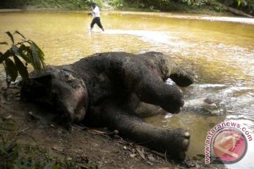 Dua gajah PLG Seblat Bengkulu ditemukan mati