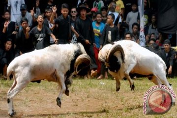 Domba Garut pun turut ramaikan kirab obor Asian Games 2018