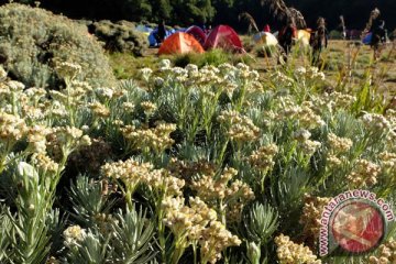 Libur panjang, Gunung Papandayan ramai wisatawan