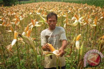 Petani jagung kurangi impor dengan teknologi pertanian