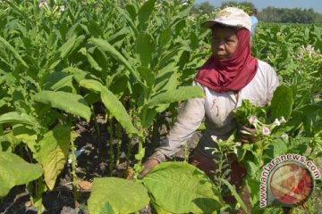 Curah hujan tinggi rusak tanaman tembakau di Sumbing-Sindoro