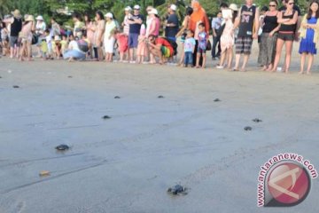 Pemuda Bali lepas tukik di Pantai Serangan