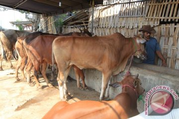 Riau berpotensi jadi pusat pengembangan sapi Sumatera