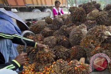 Riset LSM dinilai diskreditkan industri kelapa sawit