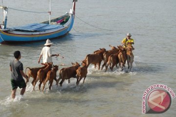 Sapi pasundan akan dikawinkan dengan sapi madura