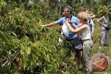 Freeport kembangkan kopi di dataran tinggi Mimika