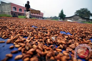 90 persen Kakao Sulbar diserang hama