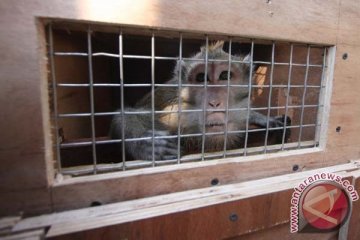 Pecinta primata Bandung kecam pertunjukan topeng monyet