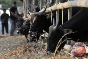 Total kurban di Batam 904 sapi dan 1.876 kambing