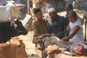 Harga hewan kurban di peternak masih normal