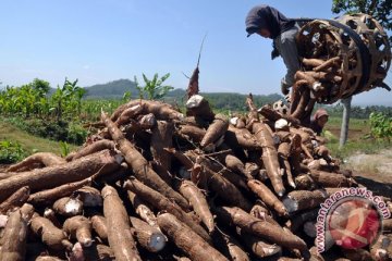 Singkong harus menjadi komoditi strategi nasional