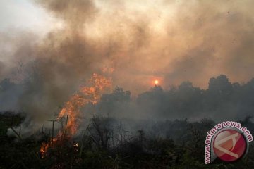Ratusan hektar kawasan hutan di Kotabaru terbakar