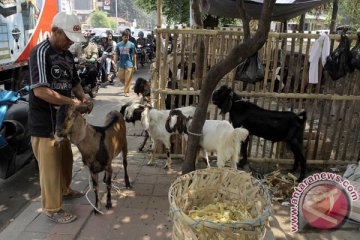 Sapi Lampung ramaikan pasar hewan kurban Palembang