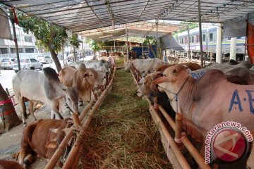 Polres Ngawi belum tetapkan tersangka penggelonggongan sapi