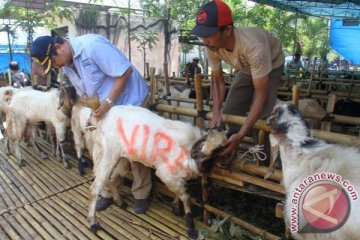 Pemkot Dumai sumbangkan 38 ekor hewan kurban