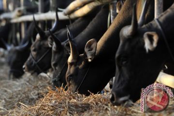 SAPI KURBAN