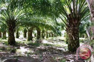 Perusahaan sawit kembalikan 52 ribu ha lahan ke Pemda Papua Barat
