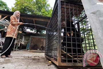 Dua beruang Taman Bukit Tiung Bangko dipindahkan
