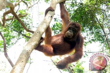 Lima orangutan dilepasliarkan ke hutan Batikap