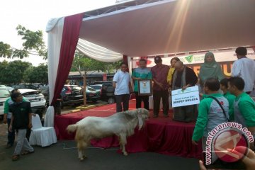 Dompet Dhuafa masuk MURI untuk kambing kurban terberat 