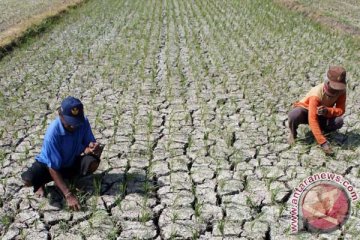 400 hektar sawah di Kupang dilanda kekeringan