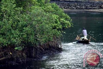 Koarmatim TNI AL penanaman 5.000 pohon bakau