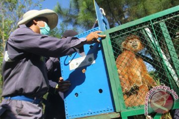 Tiga generasi Lutung Jawa hilang