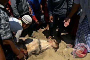 RITUAL PENCARI TELUR IKAN TERBANG