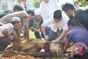 sembelih hewan  kurban