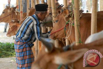 Belasan sapi di Blitar mati diduga antraks