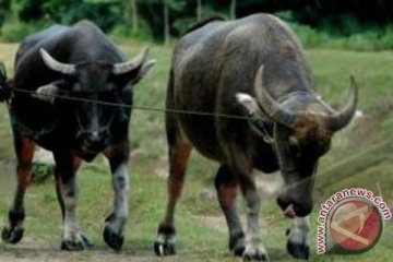 DPRD Musirawas Utara prihatin ternak berkeliaran di lintas Sumatera