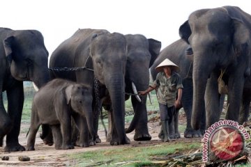 Truk pembawa gajah terguling di Tanggamus