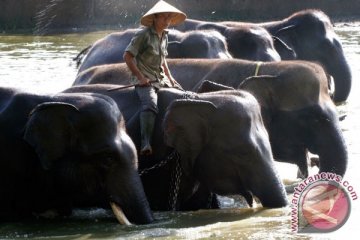 GLZoo mengadakan pelatihan pawang dan perawat gajah