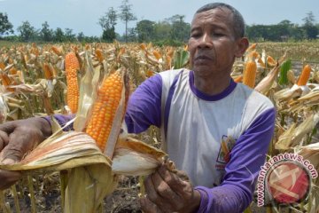 BSI pastikan tak ada jagung gagal panen