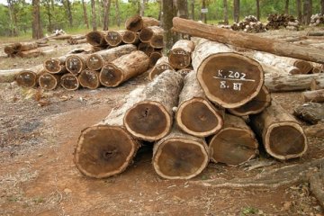 Kebijakan SVLK dinilai bebani industri hilir kayu