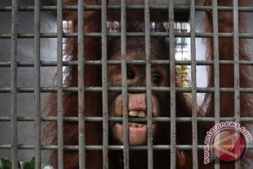 Perusahaan SKD diduga langgar aturan tangkap orangutan