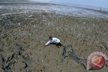 PENANAMAN MANGROVE PERTAMINA