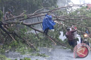 Hujan angin landa Bogor tumbangkan sejumlah pohon