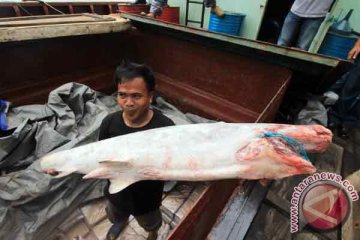 Ini alasannya transaksi ikan sering di tengah laut