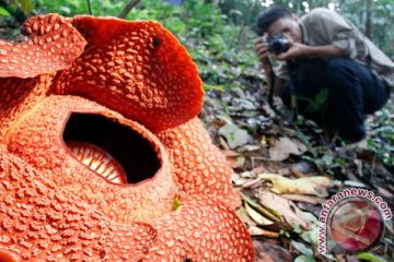 Dua jenis Rafflesia mekar di hutan Bengkulu