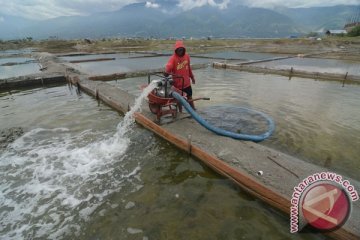 700 hektare tambak garam Cirebon terendam rob